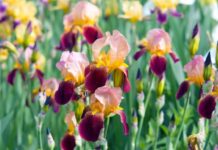 10 растений для «чайников» – с чего начать свой первый цветник