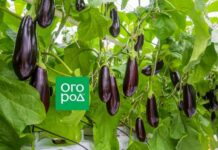 12 урожайных гибридов баклажанов