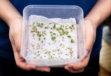 13 легких способов ускорить прорастание семян