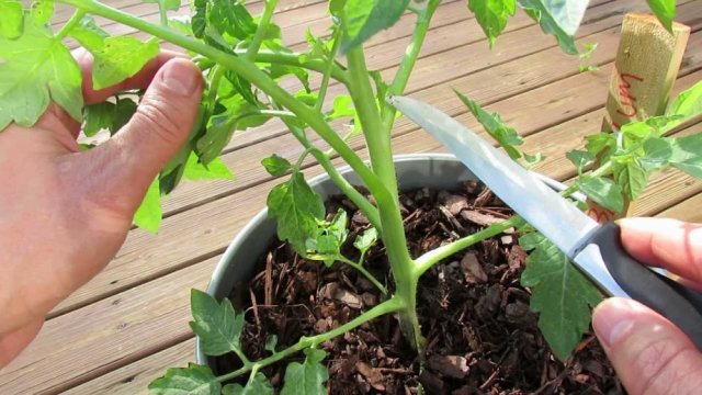 13 необычных способов выращивания рассады. Какой выберете вы? 