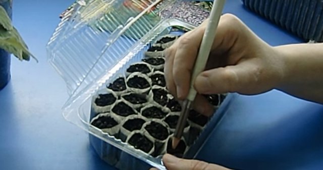13 необычных способов выращивания рассады. Какой выберете вы? 