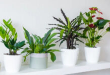 14 красивых и неприхотливых тенелюбивых растений для вашего дома