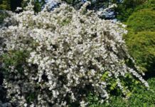 15 быстрорастущих декоративных кустарников, которые преобразят участок