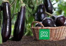 15 лучших сортов и гибридов баклажанов для теплицы
