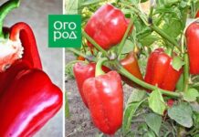 15 проверенных сортов и гибридов толстостенного сладкого перца
