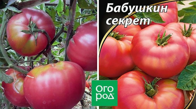 15 самых урожайных сортов и гибридов томатов для теплиц и открытого грунта 