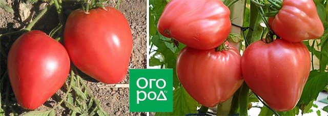 15 самых урожайных сортов и гибридов томатов для теплиц и открытого грунта 
