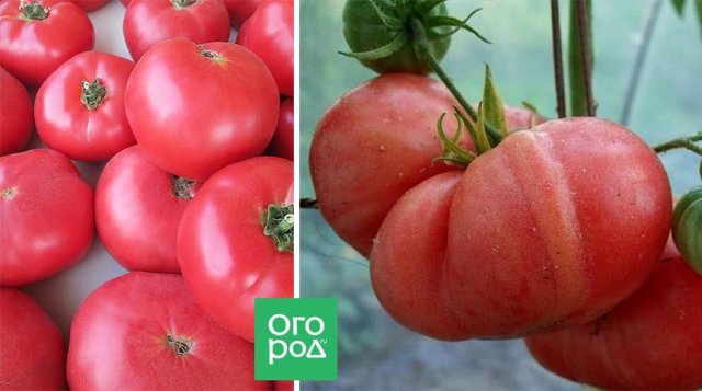 15 самых урожайных сортов и гибридов томатов для теплиц и открытого грунта 