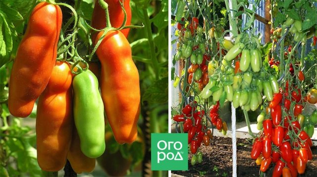 15 самых урожайных сортов и гибридов томатов для теплиц и открытого грунта 