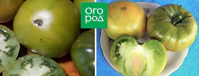 15 самых урожайных сортов и гибридов томатов для теплиц и открытого грунта 