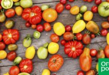 15 самых урожайных сортов и гибридов томатов для теплиц и открытого грунта
