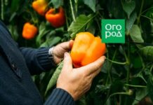 16 лучших сортов и гибридов сладкого перца для теплицы