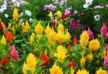 17 декоративных растений, которые зацветают в год посева