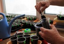 19 самых серьезных ошибок при выращивании рассады в домашних условиях