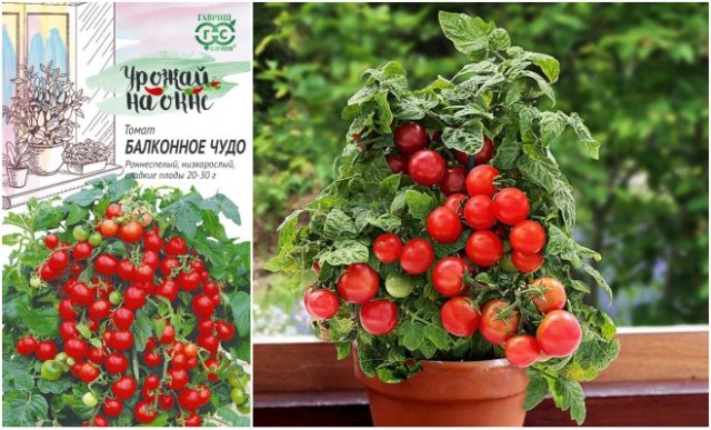 20+ лучших сортов томатов: каскадные новинки и горшечные хиты 