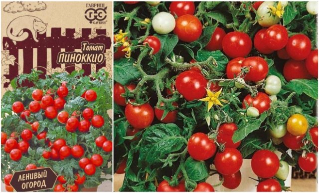 20+ лучших сортов томатов: каскадные новинки и горшечные хиты 