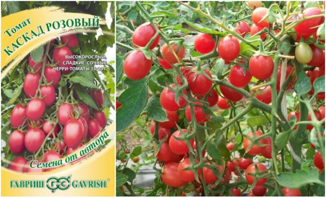20+ лучших сортов томатов: каскадные новинки и горшечные хиты 