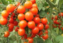 20+ лучших сортов томатов: каскадные новинки и горшечные хиты