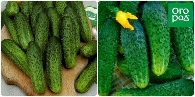 20 популярных сортов и гибридов огурцов для засолки и консервирования 