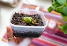 22 растения, которые можно вырастить из косточки на подоконнике и в саду