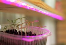 3 дела, которые надо успеть до посева семян на рассаду