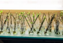 5 народных средств для быстрого укоренения черенков