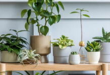 5 правил домашнего карантина для комнатных растений