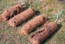 5 проверенных способов, как сохранить саженцы роз до весны