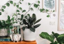 6 мест в доме, которые не украшают растениями (и зря!)
