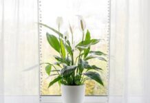 6 правил ухода за спатифиллумом в домашних условиях (и важные советы по содержанию цветка)