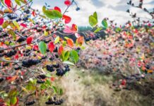 7 ягодных кустарников, которые можно посадить за забором