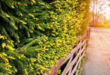 7 вечнозеленых растений для живой изгороди – выберите свой вариант