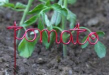 Бирки для томатов: из чего и как сделать, закрепить, и зачем они нужны