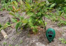 Чем закислить землю под голубикой: 5 доступных вариантов