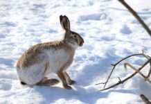 Что делать, если дерево погрызли мыши или зайцы
