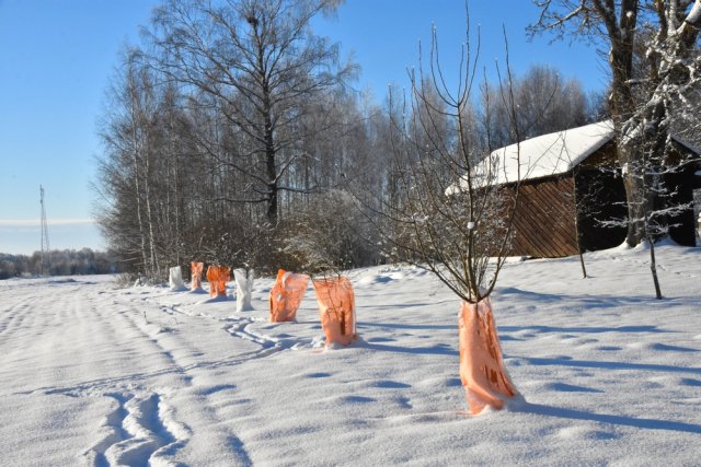 Что делать, если дерево погрызли мыши или зайцы 