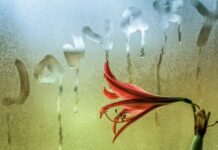 Что делать с комнатными цветами в январе