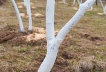 Что нужно сделать с вишней весной, чтобы не остаться без ягод