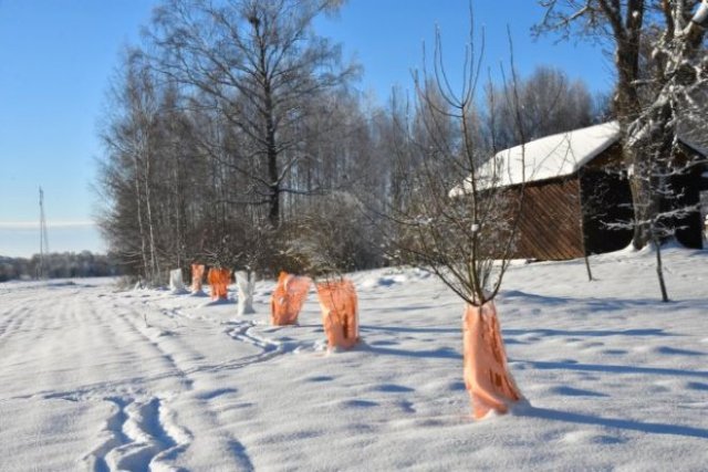 Что нужно сделать с вишней весной, чтобы не остаться без ягод 