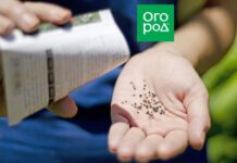 Что посеять в январе, если «чешутся руки»