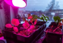 Фитолампа – выгодное вложение или выброшенные деньги?