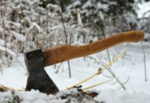 Граждан предупреждают, что рубка ели в лесу карается штрафом