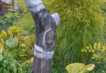 Хотели как лучше: 7 ошибок садовода, от которых гибнут деревья