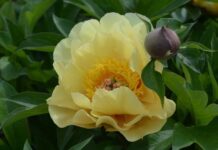 ИТО-гибриды: лучшие сорта пионов для вашего участка (фото и описание)