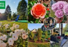 Как на картинке: история пятнадцатилетнего благоустройства одной дачи