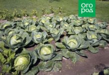 Как подготовить грядку для капусты: 5 тонкостей, о которых нужно знать