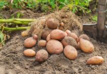 Как собрать 10 кг картофеля с 1 кв.м (выращивание по методу Квартальновой)