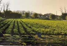 Как вырастить клубнику, если на участке нет воды? Рассказывают кубанские фермеры