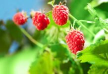 Как вырастить ремонтантную малину: 10 правил отменного урожая