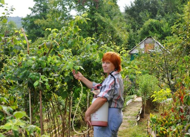 Как вырастить ремонтантную малину: 10 правил отменного урожая 